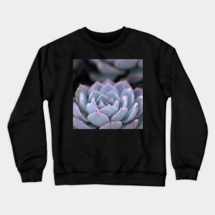 Morning Echeveria #3 Crewneck Sweatshirt